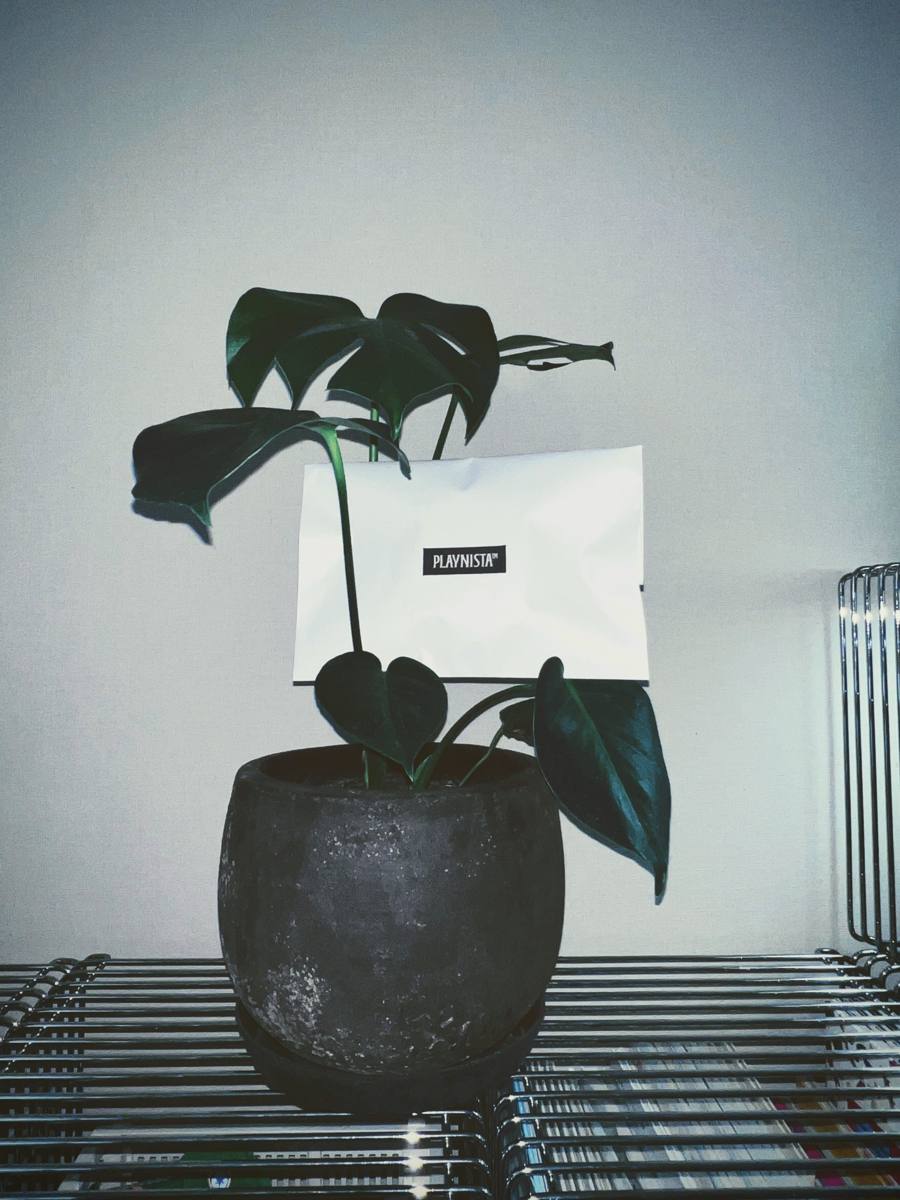 植物とPLAYNISTA™の封筒